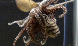 Video:Bạch tuộc nhảy lên bờ 'tóm' gọn cua ngoạn mục