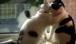 Video: Chết cười với chú mèo bị cưỡng hôn