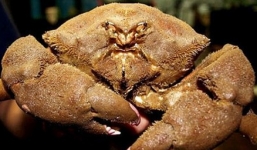 Ăn cua mặt quỷ, ba người bị ngộ độc, nhập viện cấp cứu