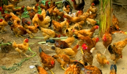 Vụ gà “chạy” vào nhà cán bộ: Phó thủ tướng yêu cầu xử lý cán bộ sai phạm