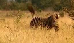 Video: Ngựa vằn thoát chết ngọan mục trước nanh vuốt cửa sư tử