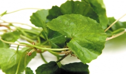 Những đối tượng 'tuyệt đối' không ăn rau má