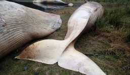 Hàng loạt cá voi chết bất thường ở Chile