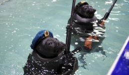 Video: Hải cẩu bắn súng nước, giương cờ mừng Ngày Chiến thắng