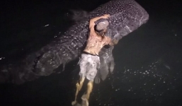 Video: Ngư dân tay không ôm ghì cá mập voi khổng lồ