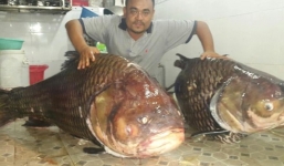 Cặp cá hô khủng 252 kg tiền tỉ từ Lào về Việt Nam