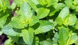 Những tác dụng tuyệt vời của rau húng bạc hà