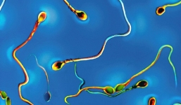 Tinh trùng nhân tạo lần đầu tiên được sản sinh trong phòng thí nghiệm