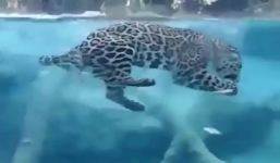 Video: Báo đốm lặn săn mồi dưới nước
