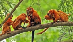 Pháp: Mất trộm 17 con khỉ quý hiếm trong sở thú