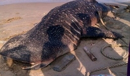 Cá voi khổng lồ, giúp người đi biển trôi dạt vào Mũi Né