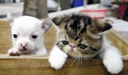 Chuyện hiếm: Mèo đẻ ra chó ở gây xôn xao