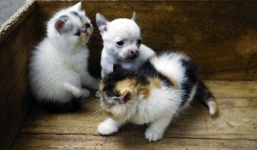 Chuyện hiếm: Mèo đẻ ra chó ở Trung Quốc gây xôn xao