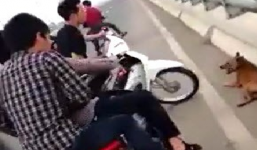 Triệu tập 7 thanh niên hành hạ chó đến chết trên cầu Vĩnh Thịnh