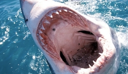 Video: Cận cảnh hàm cá mập trắng hung dữ dài 4,5m 