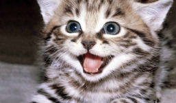 Thực hư chuyện ăn thịt mèo chữa bách bệnh