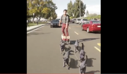 Clip hot: Chàng trai cưỡi xe mèo kéo lướt nhanh trên phố như trong thần thoại