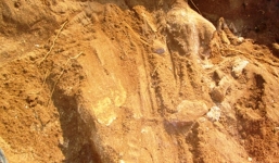 Phát hiện bộ xương 'khổng lồ' khi đào móng xây Đền thờ cá Ông