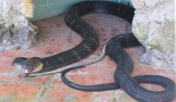 Giám đốc thả hàng trăm rắn độc vào khu dân cư để trả thù