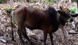 Vụ án yêu cầu tòa giám định AND cho bò đã có hồi kết