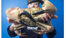 Bắt được cua khủng với đôi càng khổng lồ có thể nghiền nát cổ tay người