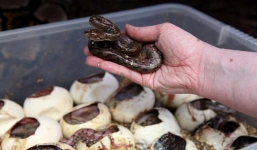  Con trăn 'khủng' đẻ tới 62 quả trứng, gấp đôi bình thường