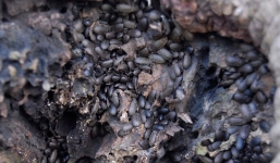 Hoang mang vì bọ đậu đen, người dân làm lễ... 'cúng tiễn'?