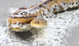 Phát hiện rắn khổng lồ trườn trên bờ biển