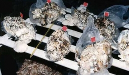 Kỳ lạ: Trồng nấm từ... bỉm đã qua sử dụng