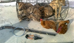 Trộm chó cầm tuýp sắt, ớt bột tấn công CSGT