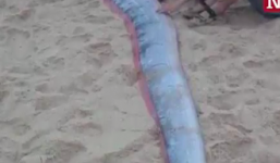 Video: Cận cảnh loài “rồng biển” có khả năng dự báo động đất