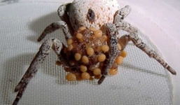 Khám phá loài nhện nôn ruột cho con ăn