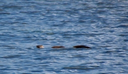 Sự thật bức ảnh mới nhất về sự xuất hiện của quái vật hồ Loch Ness