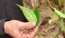 Bị bạo hành, vợ hái lá ngón làm nộm cho chồng ăn