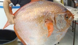 Phát hiện chấn động giới khoa học về loài cá mặt trăng kỳ lạ