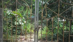 Nhiều uẩn khúc trong vụ nam sinh chết, cổ quấn 3 vòng xích chó