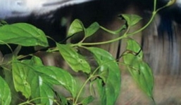 Bị đánh đập, vợ làm nộm lá ngón cho chồng ăn