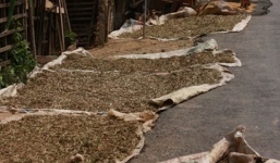 Bài thuốc quý trị khỏi thoát vị đĩa đệm của vị lang y dân tộc