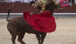 Video: Bò tót hung dữ hất tung đấu sĩ lên không trung