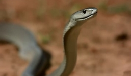 Video: Chồn Mongoose tung cú đớp hạ gục rắn độc  trong chớp mắt