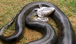 Video: Giải cứu trăn khủng dài hơn 5m