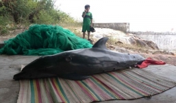 Cả heo 'khủng' dài 2,5m, nặng hơn 100 kg dạt vào bờ biển Quy Nhơn