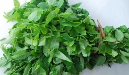 Cách nhận biết dễ dàng rau ngót nhiễm độc bằng mắt thường