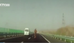 Video:  Lạc đà 'đua' cùng ô tô trên đường cao tốc