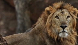 Sư tử trong sở thú cắn chết nhân viên dọn chuồng