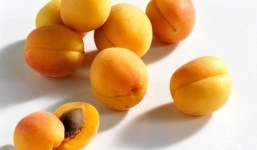 Những bài thuốc quý chữa bệnh từ quả mơ