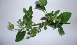 Cảnh báo nguy hiểm khi ăn rau ngót lá xoăn