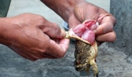 Tử vong sau 30 phút ăn thịt cóc ở Nghệ An