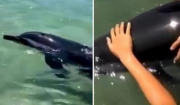 Video: Cá heo dạt vào bờ biển Đà Nẵng được nhóm học sinh giải cứu