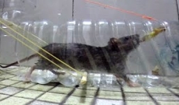 Cách làm bẫy chuột từ vỏ chai nhựa đơn giản mà hiệu quả